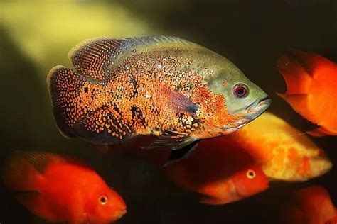 地圖魚飼養|地圖魚怎麼養 地圖魚的飼養和繁殖